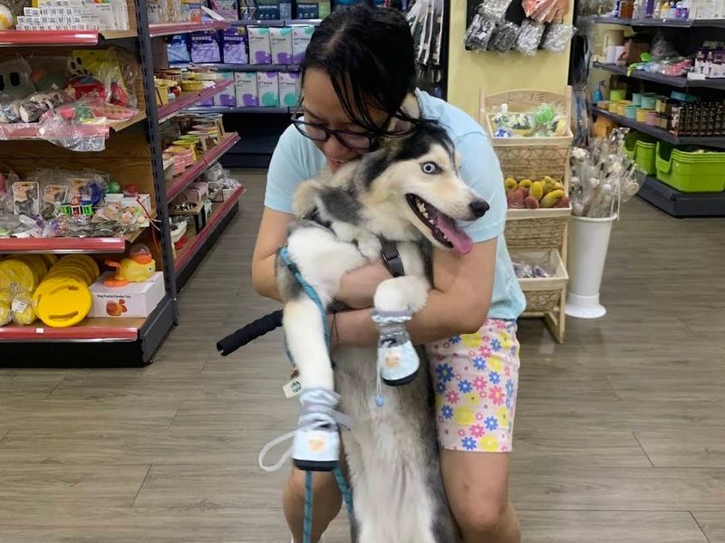 A Pet Moment team member with a happy husky in the Deira store