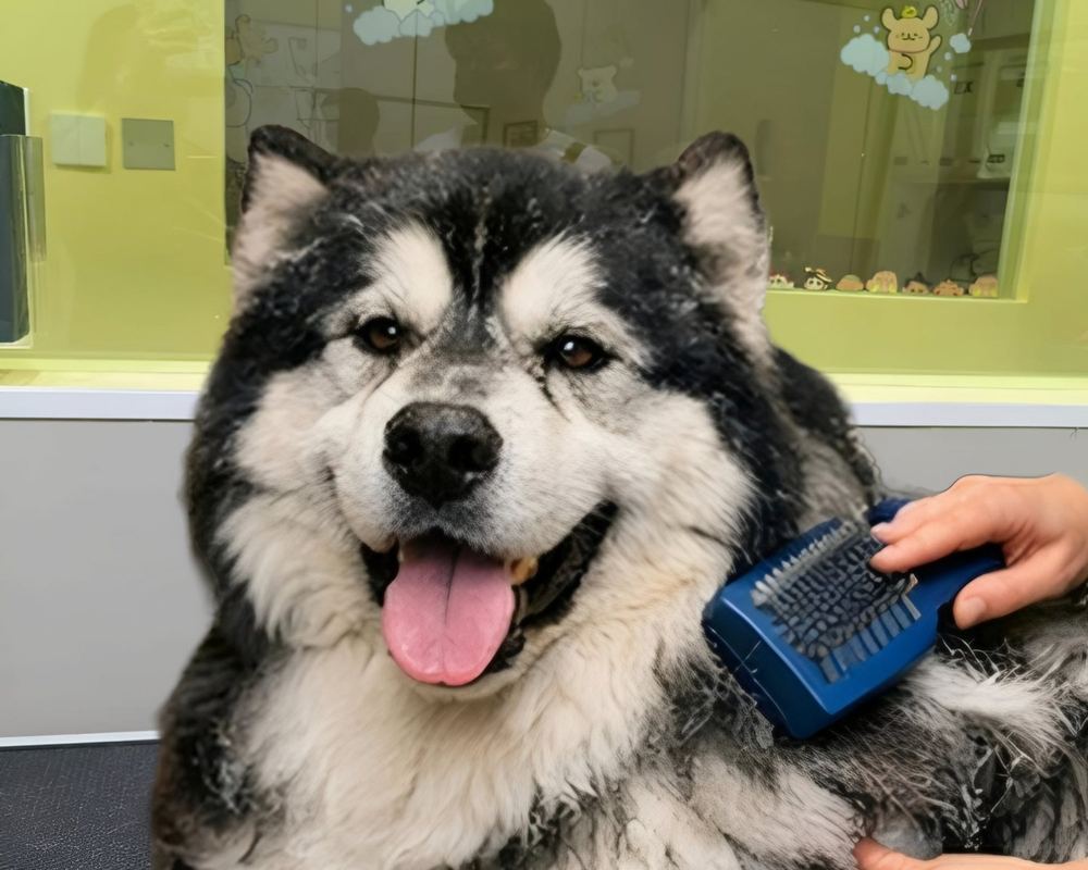A happy dog enjoying a gentle brush-out at Pet Moment Pets Grooming in Deira, Dubai